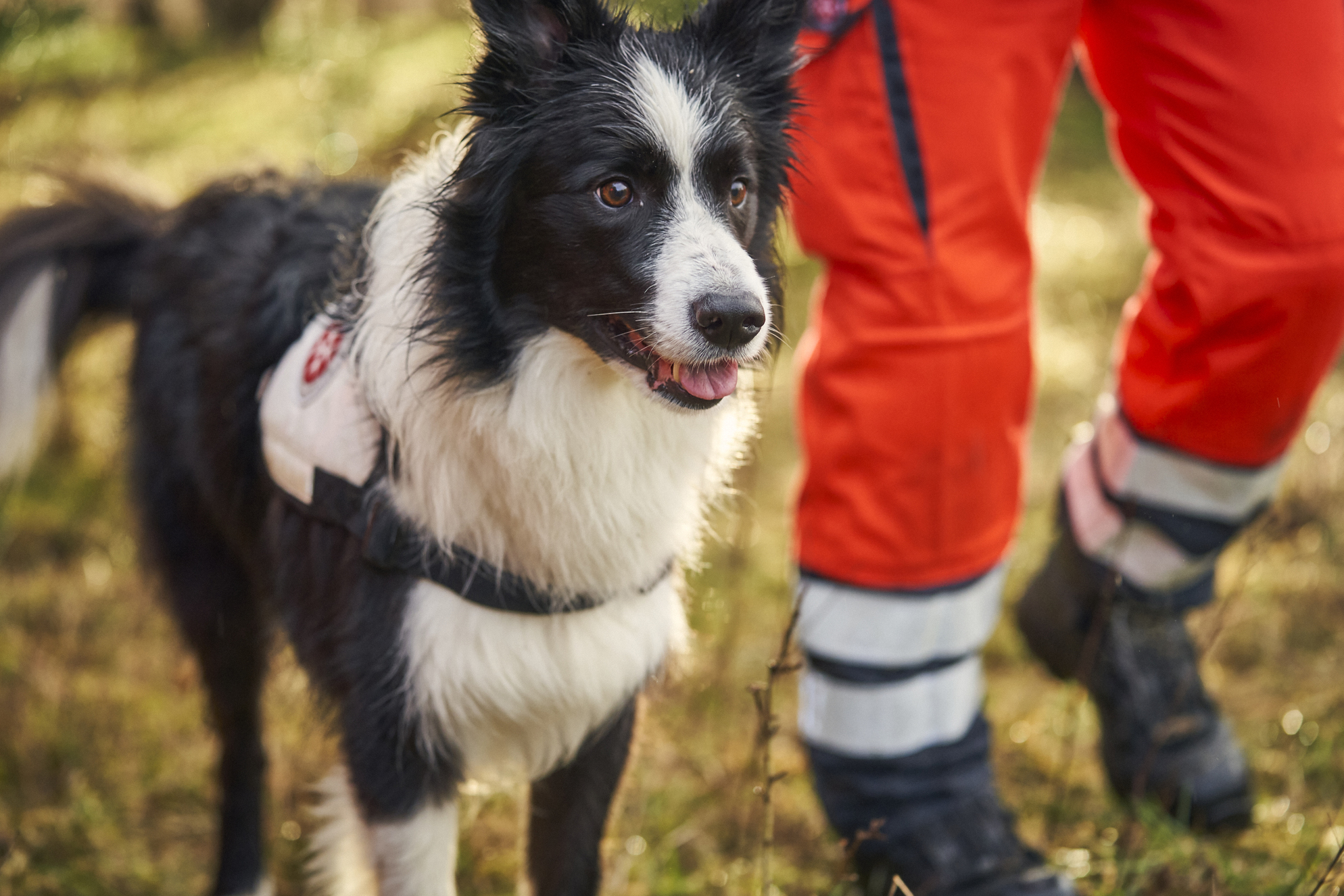 Rettungshund mit Hundeführer/in Rettungshund der Rettungshundestaffel läuft neben seinem Hundeführer