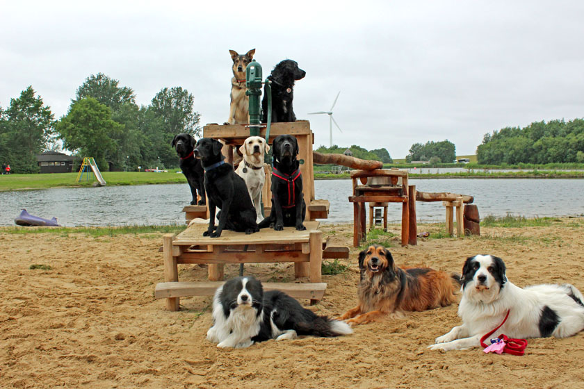 14 Rettungshunde liegen gemütlich bzw. auf einer kleinen Holzempore. 