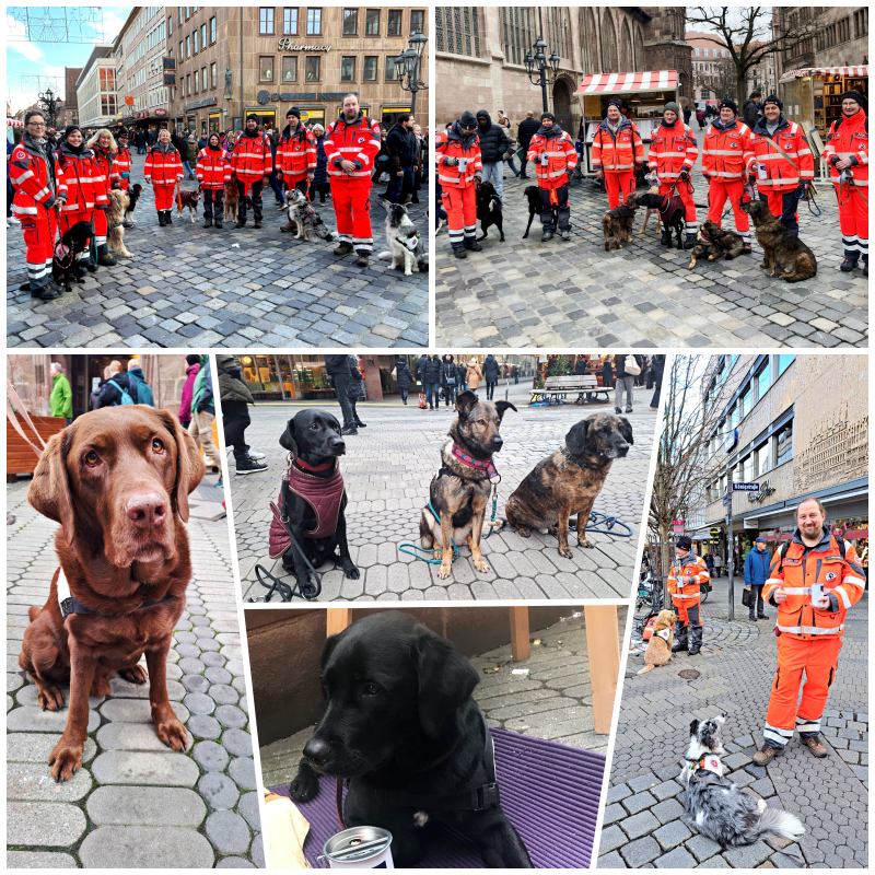 Es ist eine Bildcollage der Rettungshundestaffel zu sehen. Auf den Bildern sind verschiedene Hunde zu sehen sowie zwei Gruppenbilder von der Straßensammlung mit Helfenden in Einsatzkleidung.