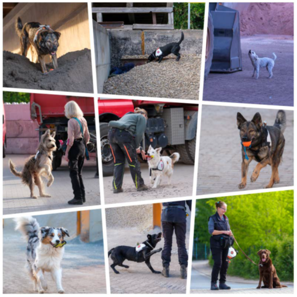 Eine Bildcollage zeigt verschiedene Bilder von Rettungshunden, die auf einem Firmengelände trainieren, teilweise mit Hundeführer.