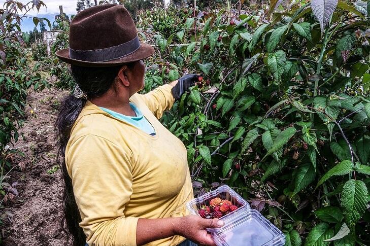 Ana erntet Beeren
