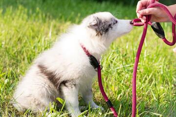 Weißer Hund an roter Leine im Gras, eine Hand hält die Leine.