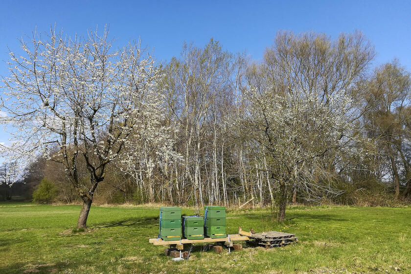 Naturkindergarten Oststeinbek