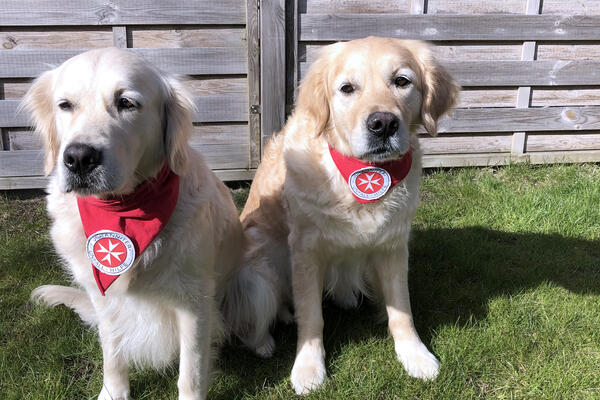 Die Sylter Golden-Retriever-Hündinnen Miss Moneypenny und Ryna