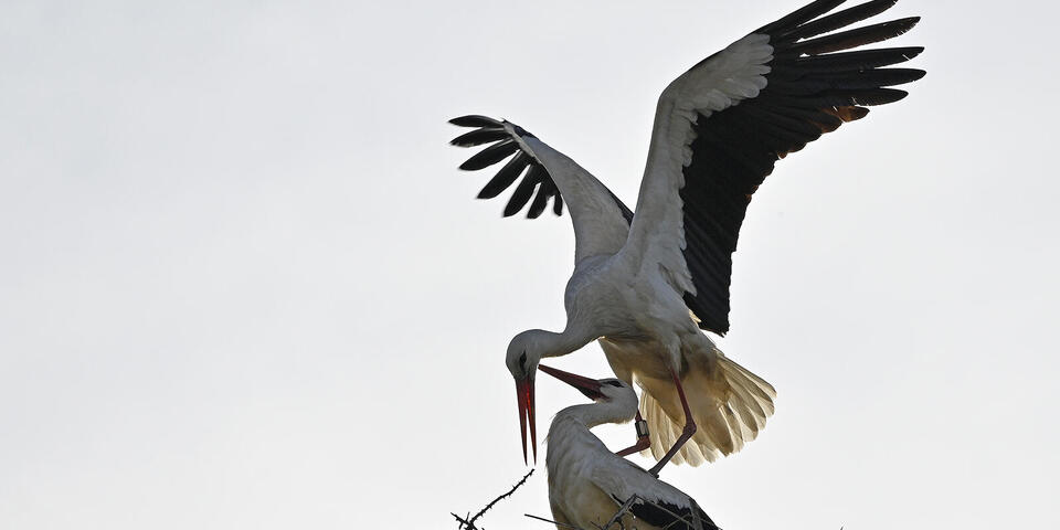 Das Plaußiger Storchenpaar