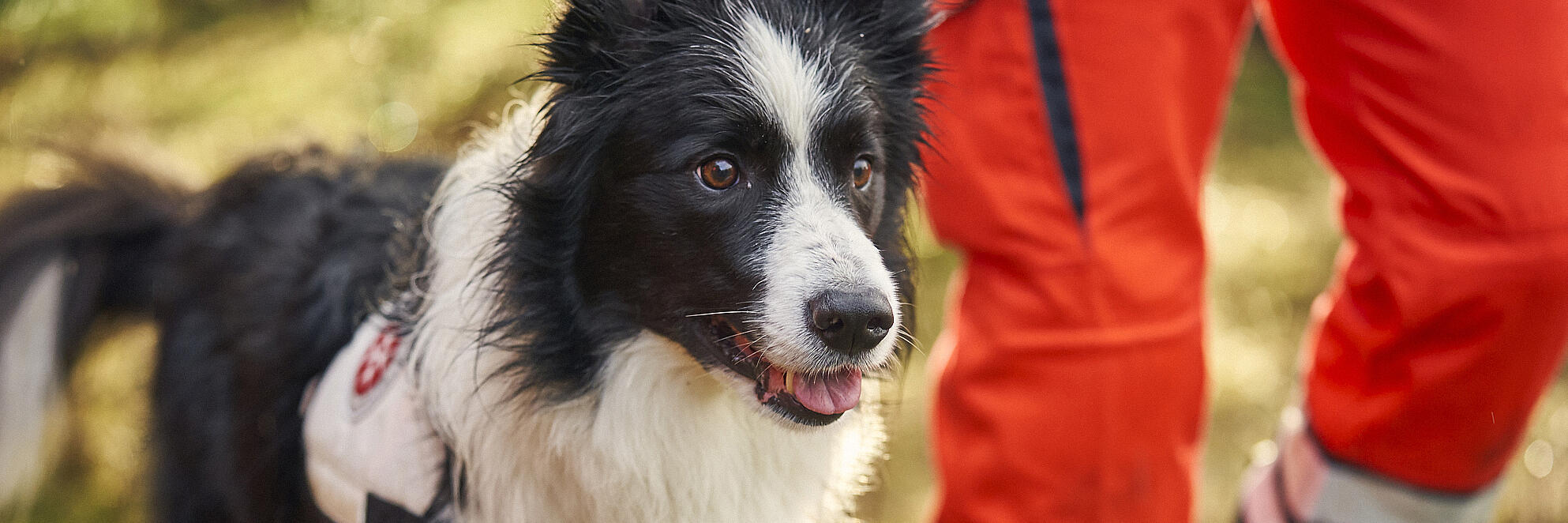 Ein Hund der Johanniter-Rettungshundestaffel mit Hundeführendem.