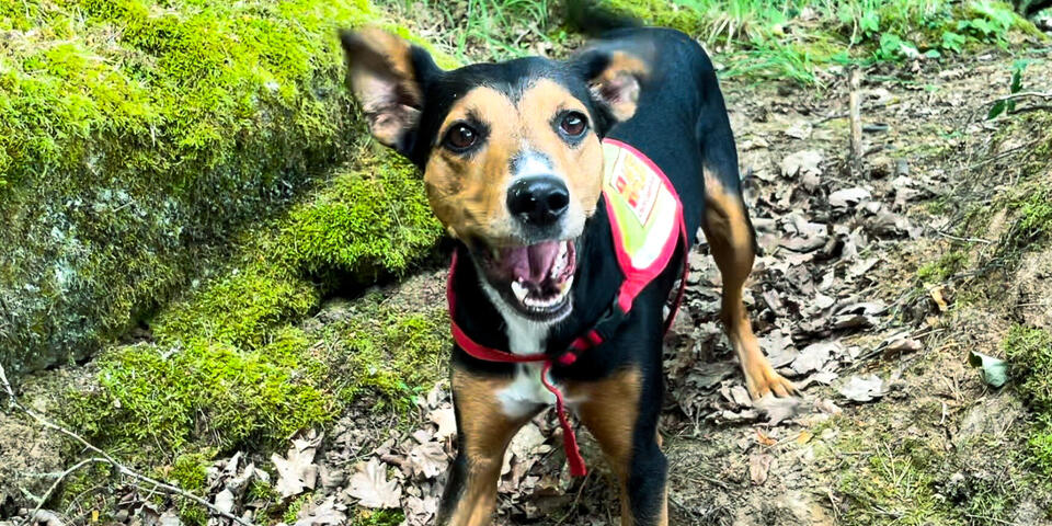 Ein Hund im Wald