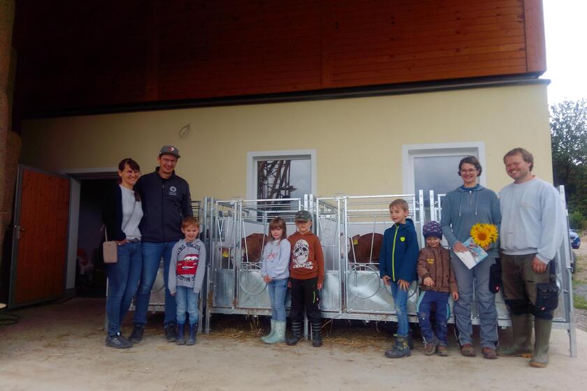 Kinder bewundern Kälber.