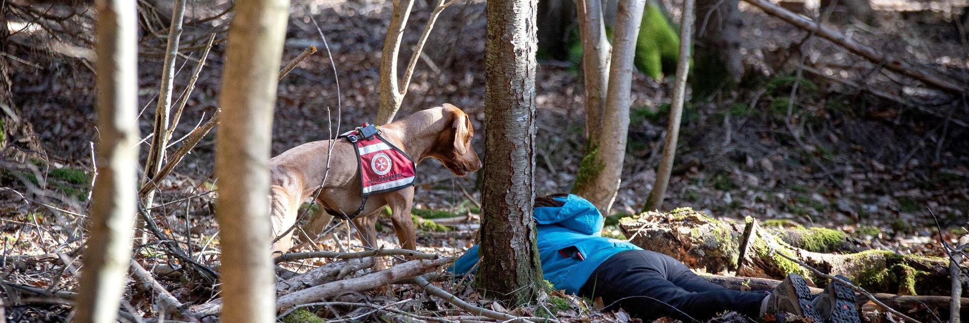 Hund mit Person im Wald