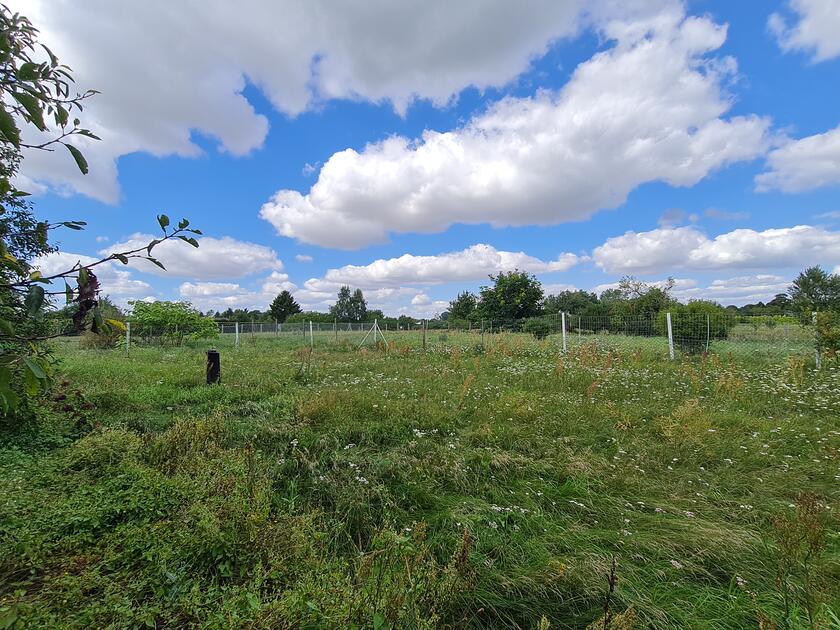 Man sieht ein kleineres Feld, was viele unterschiedliche Pflanzen besitzt.