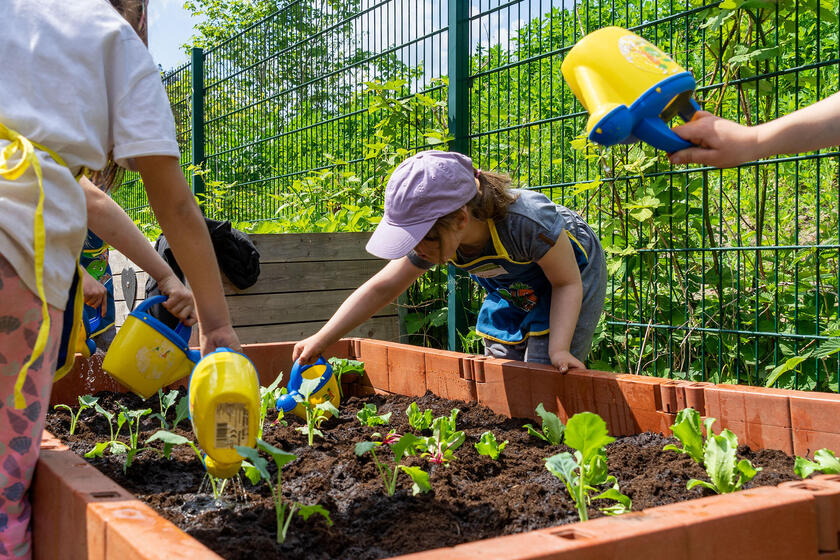 Vorsichtig wurden die jungen Setzlinge gegossen. Vorher hatten die Kinder Johanniter-Kita Nimmerland gelernt, dass das Wasser über die Wurzeln aufgenommen wird.