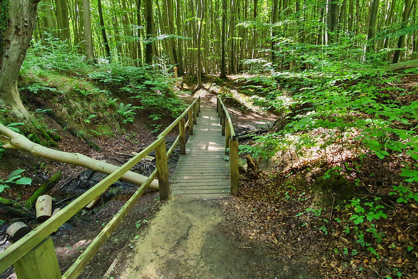 eine Brücke aus Holz im grünen Wald