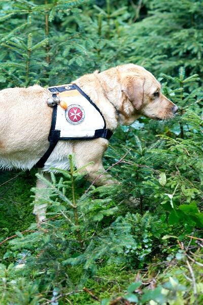 Der Hunde folgt einer Spur.