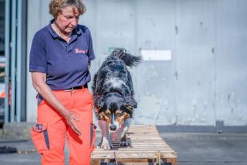Einsatzkraft begleitet einen schwarz-weiß-braunen Hund über eine Holzrampe.