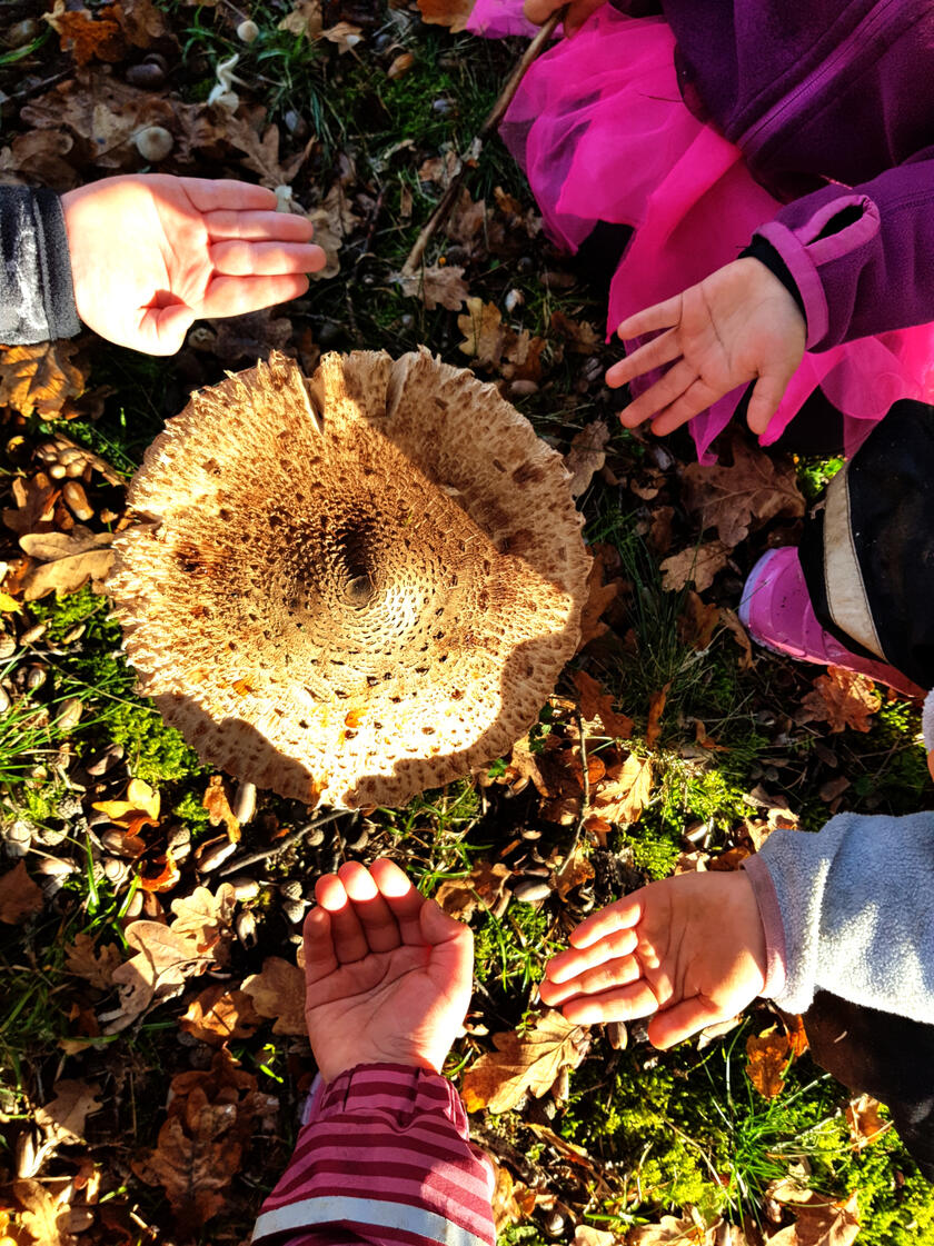 Hände der Kinder des Waldkindergartens Schlüsselau rund um einen großen Pilz.