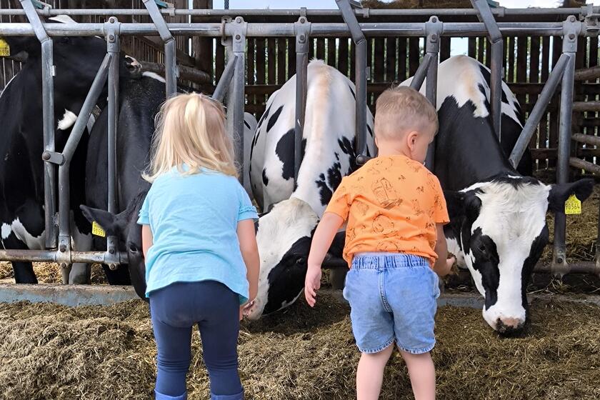 Für die Kinder war es beeindruckend die Kühe in Echt zu sehen.