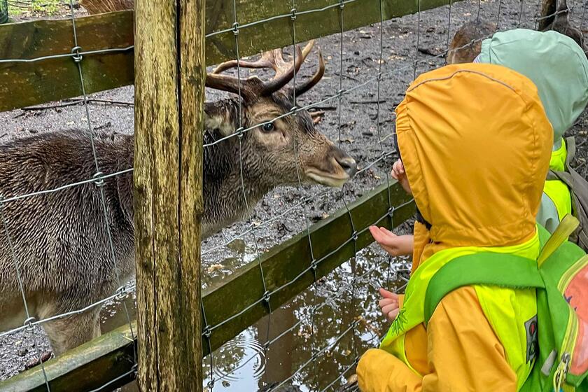 Die Kinder der Johanniter-Kita Fuchsbau fütterten die Hirsche bei einem Ausflug in den Wildpark Eekholt.