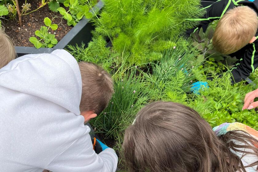 Kinder sind über ein Hochbeet gebeugt und schneiden und pflegen die Kräuter.