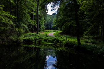 Landschaftsimpression vom Spiegelteich