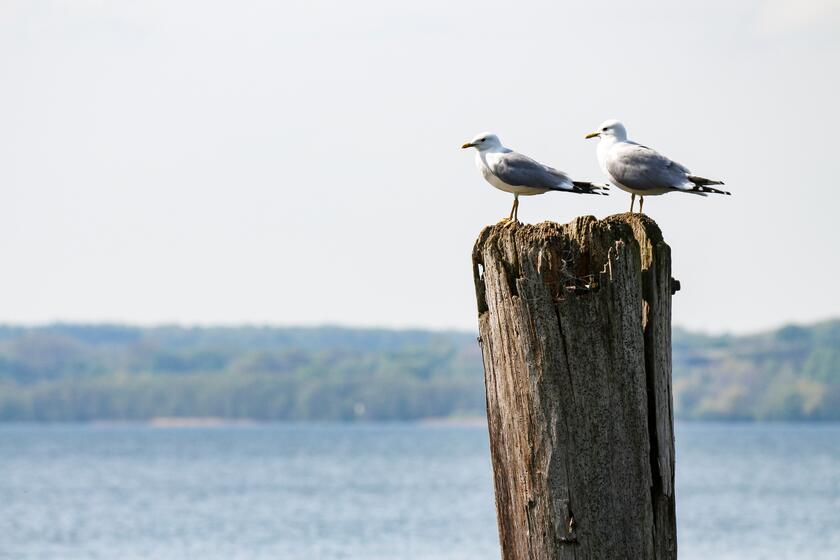 zwei Möwen sitzen auf einem Holzpfeiler am Meer