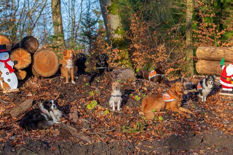 Hunde sitzen oder liegen im Wald, zu sehen sind außerdem Weihnachtsmotive wie ein kleiner Weihnachtsmann aus Holz. 