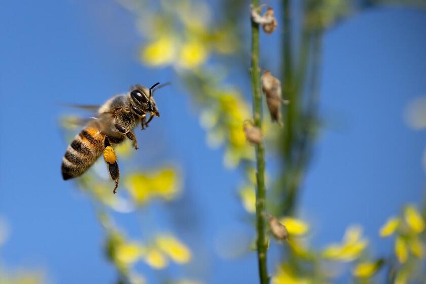 Eine Biene im Flug