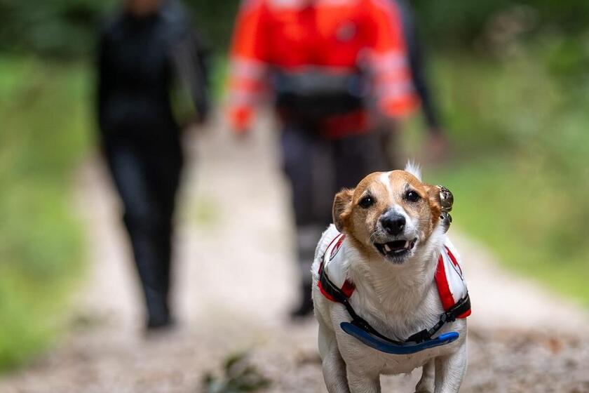 Ein kleiner braun-weißer Hund mit Rettungshundegeschirr läuft dynamisch und mit gespitzten Ohren auf einem Waldweg direkt auf die Kamera zu. Im unscharfen Hintergrund gehen zwei Menschen, von denen eine Person eine leuchtend orangefarbene Einsatzjacke der Johanniter trägt. Die Szene spielt im Grünen und vermittelt Bewegung sowie Zusammenarbeit bei der Rettungshundearbeit.