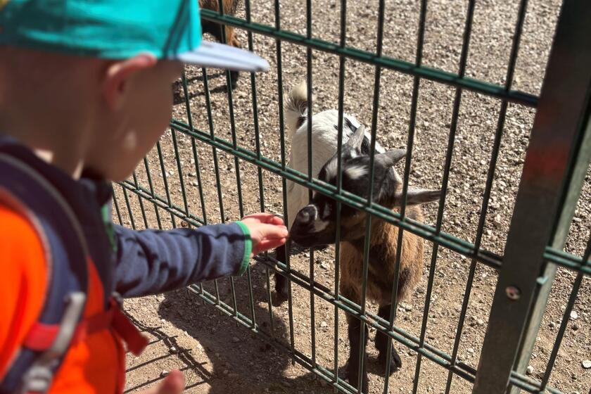 Kind füttert Ziege.