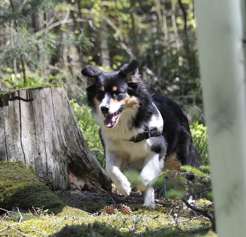Suchhund läuft aufmerksam durch einen Wald, vorbei an einem Baumstumpf.
