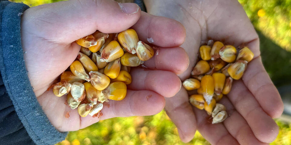 Kinderhände mit Wildfutter