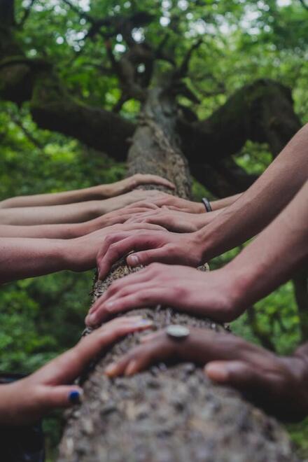 Mehrere Hände fassen an einen Baumstamm