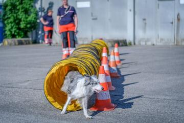 Ein Rettungshund durchquert einen gelben Trainingstunnel, flankiert von Verkehrskegeln, während Johanniter-Helfer im Hintergrund die Übung beobachten