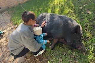 Schein Marzipan wird gestreichelt