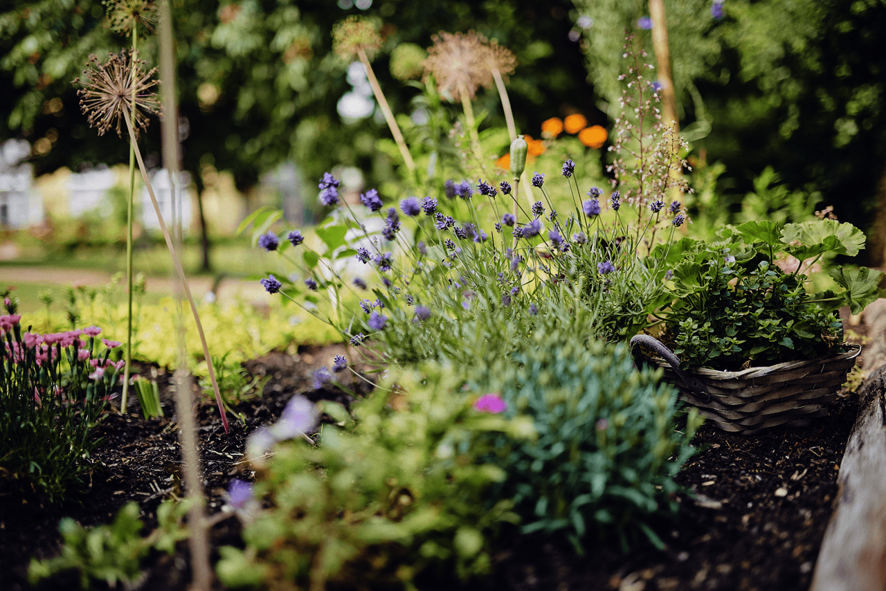 Lavendel und andere Pflanzen in Kübeln und Beeten