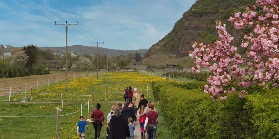 Gruppenwanderung mit Ponys durch Frühlingswiesen bei Unkel
