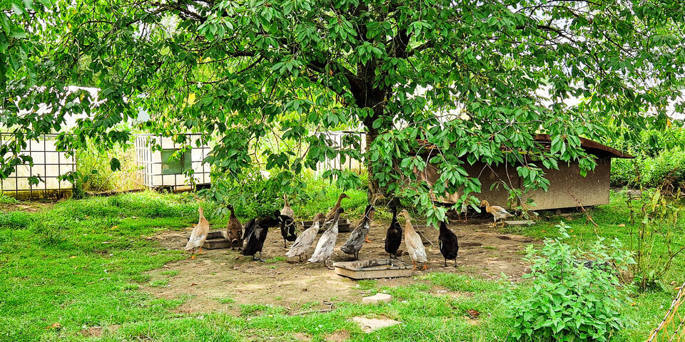 Enten unter einem Baum