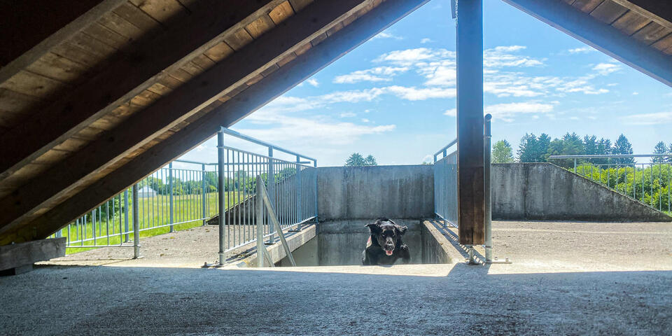 Füße unter einem Dach. Ein Hund rennt auf die Person zu.