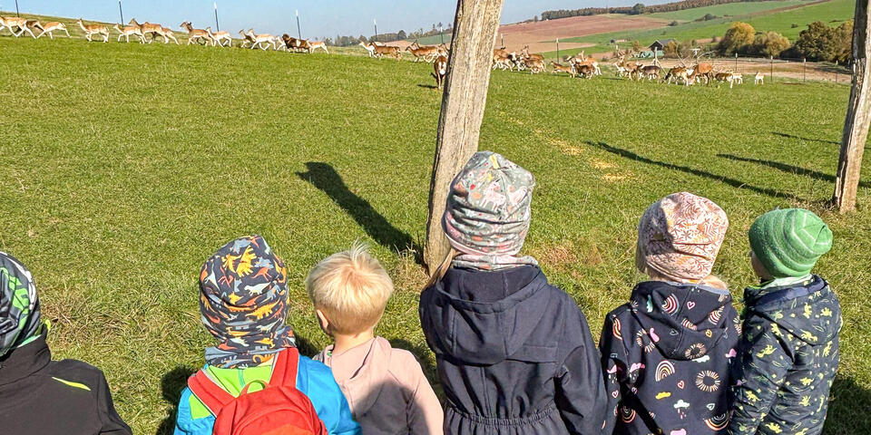 Kinder schauen auf eine Wiese mit Damwild