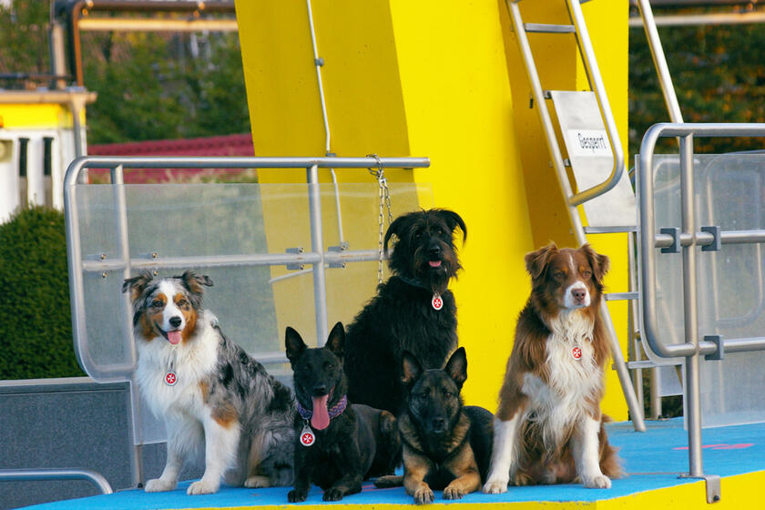 Fünf Hunde auf einem gelb anstrichenen Sprungturm in Schwimmmbad