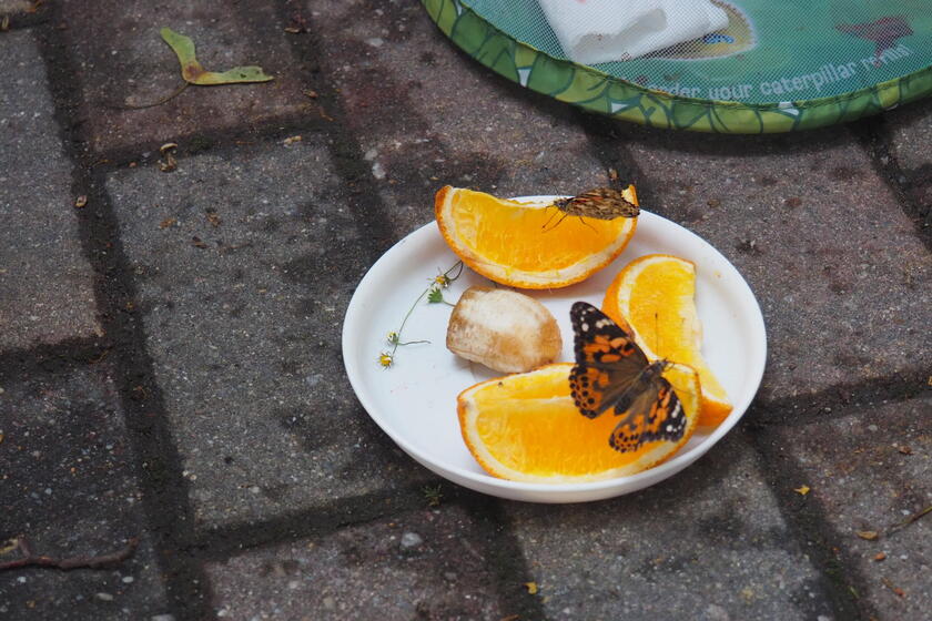 2023_07_17_von_Raupe_bis_Schmetterling