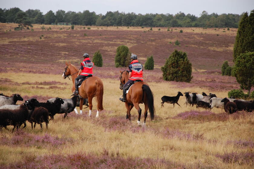 Johanniter-Reiterstaffel in der Heide