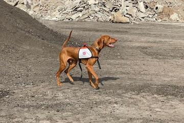 Ein Hund steht in einem Kiesabbau Bereich
