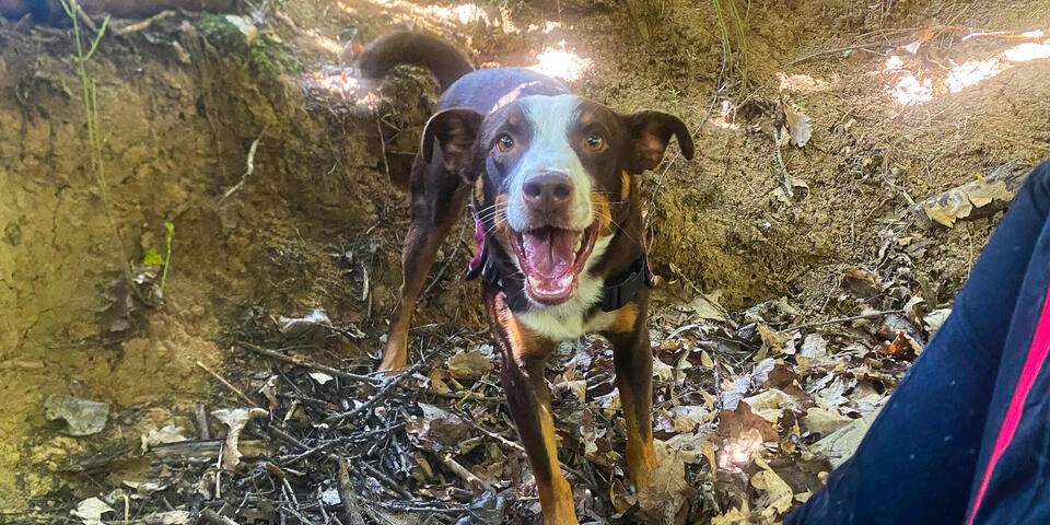 Ein Hund im Wald