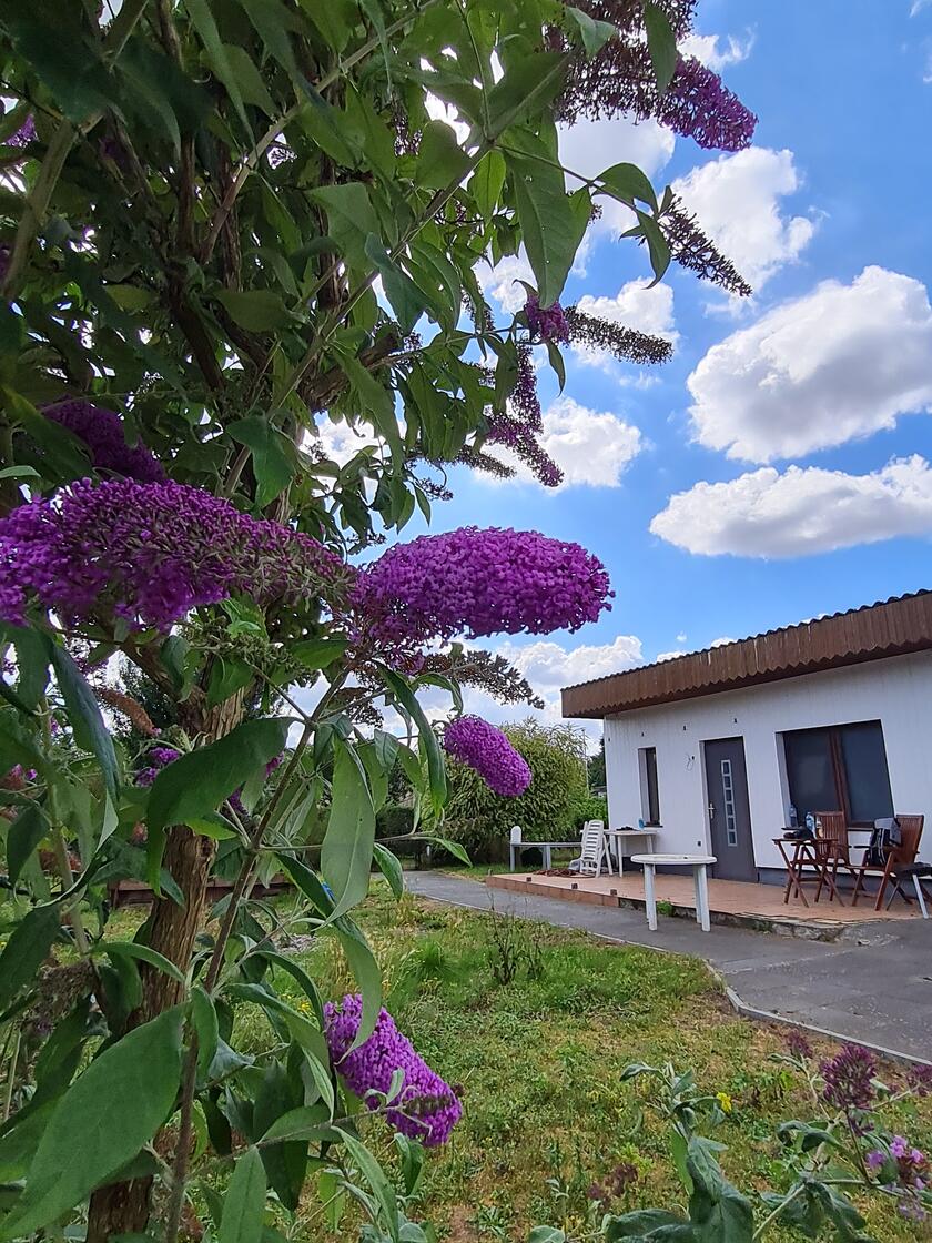 Man sieht Flieder und im Hintergrund steht das Gartenhaus.