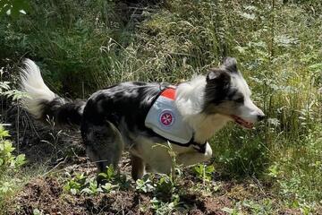 Rettungshund mit Geschirr im Grünen