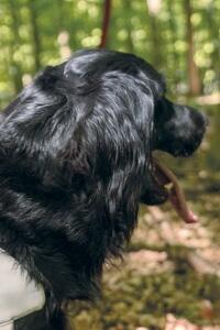 Die Vierbeiner der Rettungshundestaffel werden bestmöglich für die Vermisstensuche ausgebildet.