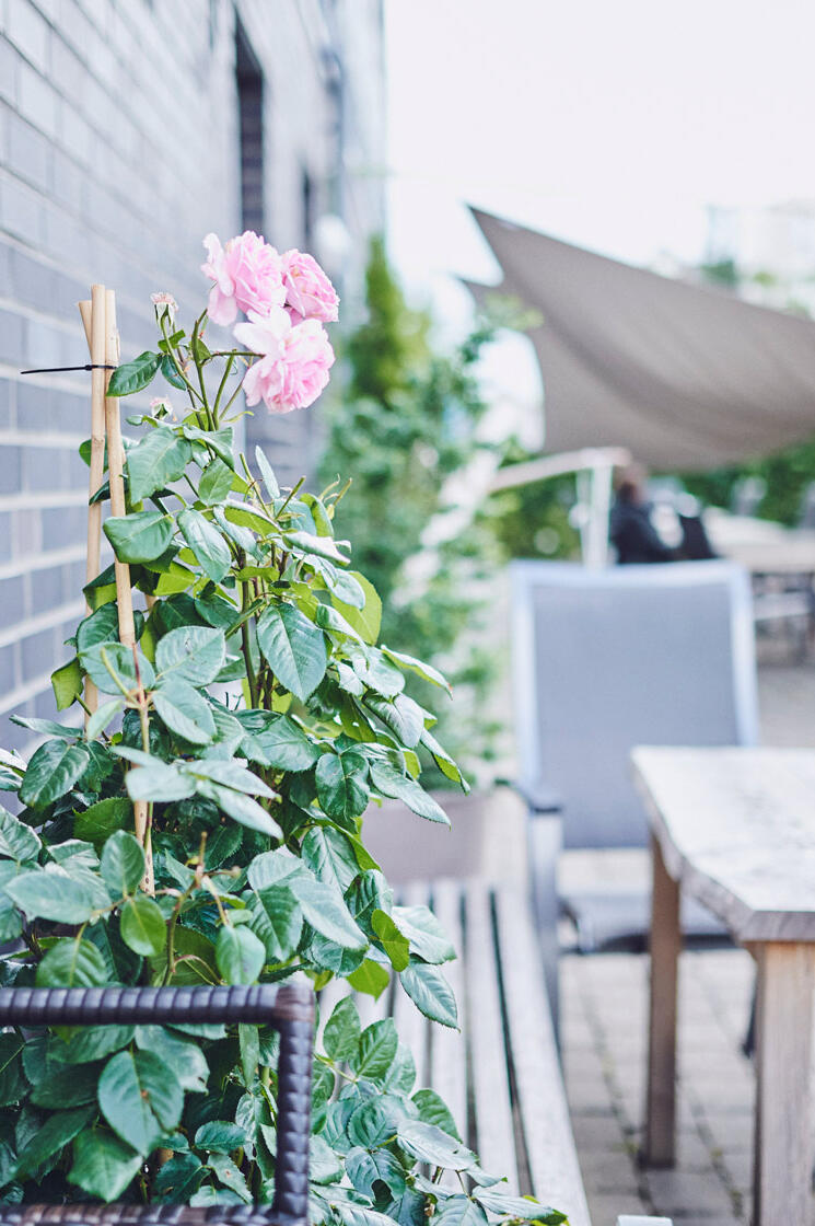 Eine rosafarbene Rose wächst an der Wand entlang 