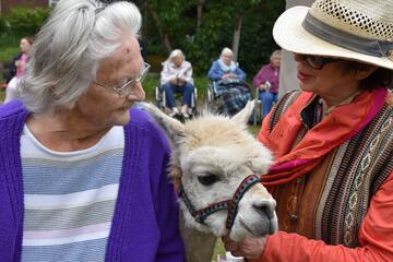 ein Alpaka ist zu Besuch in der Tagespflege