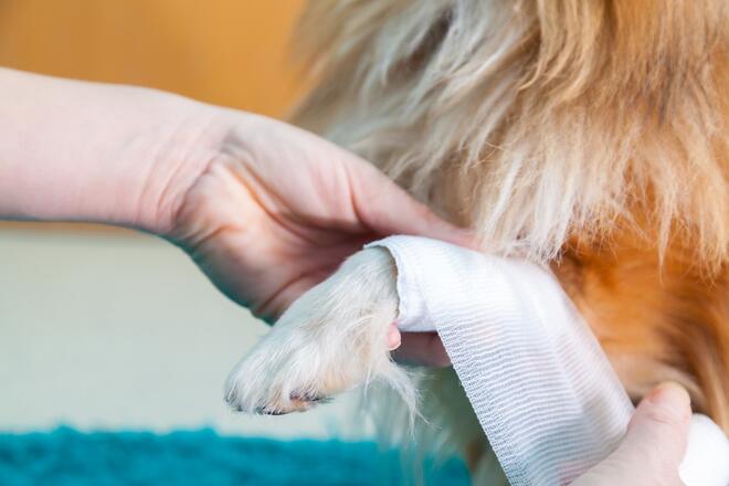 Erste Hilfe am Tier: ein Hund erhält einen Verband.