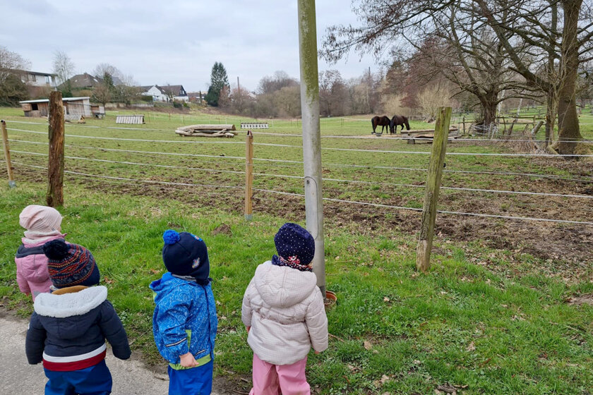 Kita-Kinder stehen am Weidezaun und beobachten die schwarzen Pferde beim Grasen. 